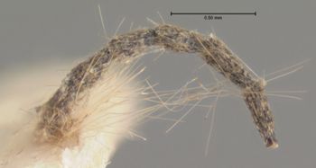 Media type: image; Entomology 18769   Aspect: body parts